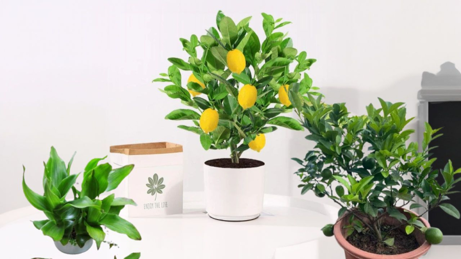 Cây chanh vừa nhiều công dụng vừa có ý nghĩa thu hút tài lộc