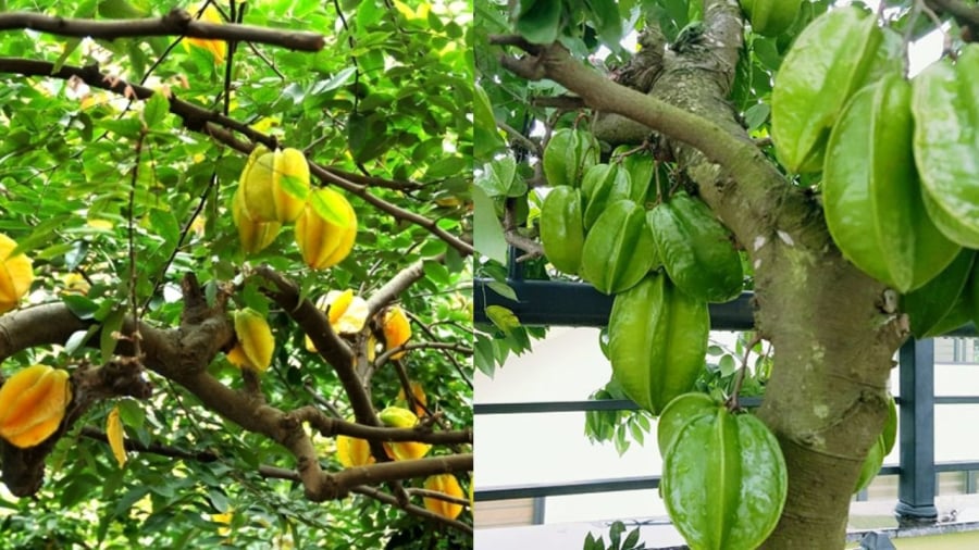 Khế có nhiều công dụng trong đời sống