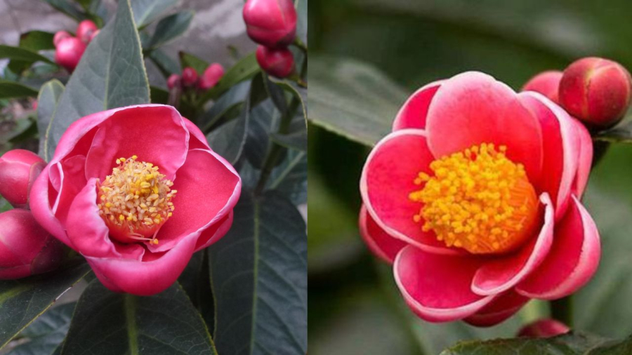 Hải đường loài hoa nhiều người yêu thích