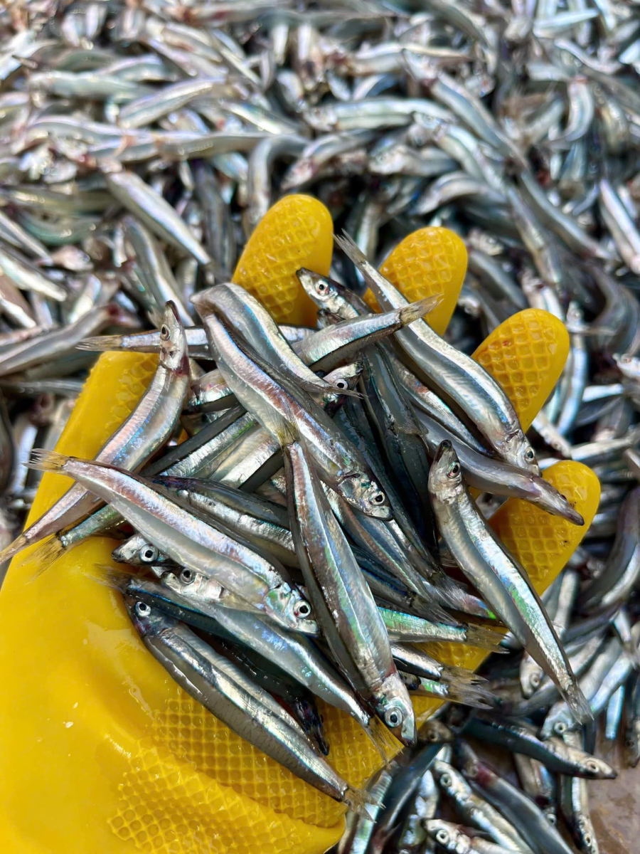 Loài cá nhỏ bé này còn là một nguồn dồi dào các vi chất như selen, kẽm và omega-3, có vai trò hỗ trợ hệ miễn dịch. 