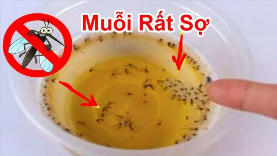 Muỗi sợ nhất 1 bát nước: Khuấy lên rồi đặt góc nhà, muỗi bay đi hết, yên tâm mà ngủ