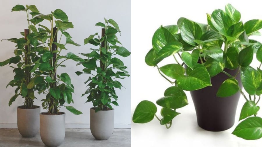 Trầu bà là cây cảnh dễ trồng nhưng không phải trầu đâu cũng được