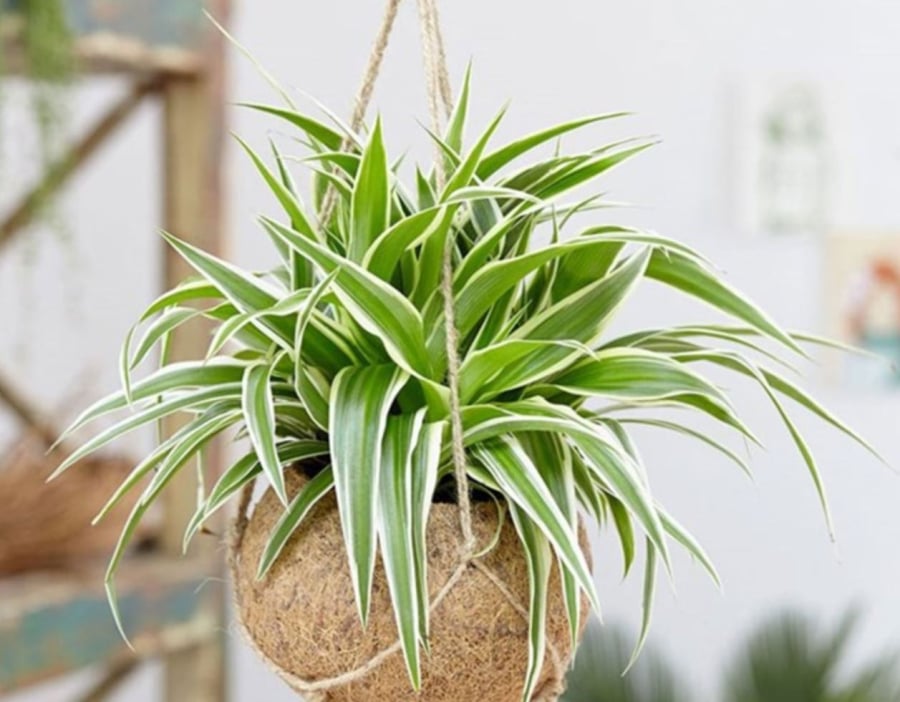 Dây Nhện nổi tiếng với khả năng hấp thụ bụi mịn, vi khuẩn trong không khí nhờ hệ thống lá mỏng, xòe rộng và rễ khí phát triển tốt. 