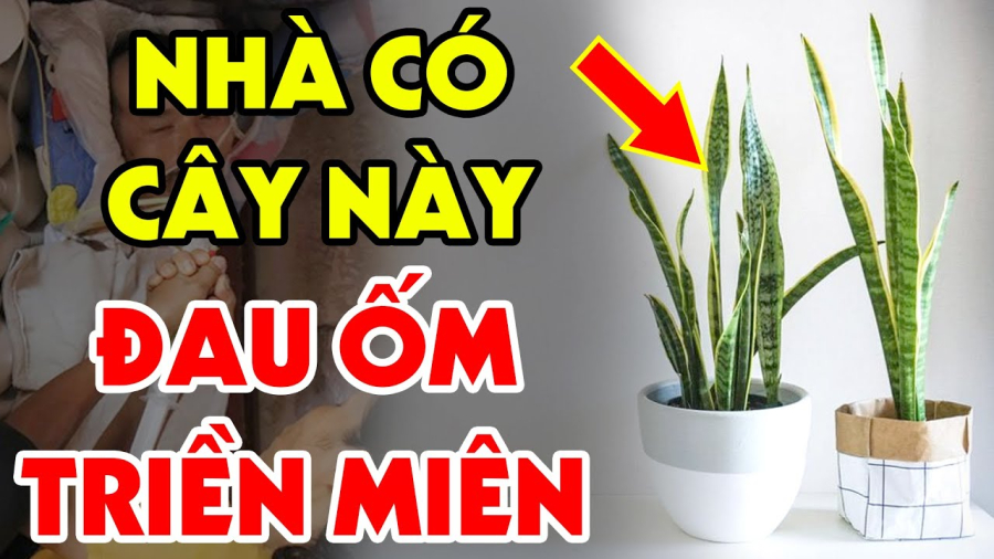 2 tuổi không nên trồng cây lưỡi hổ