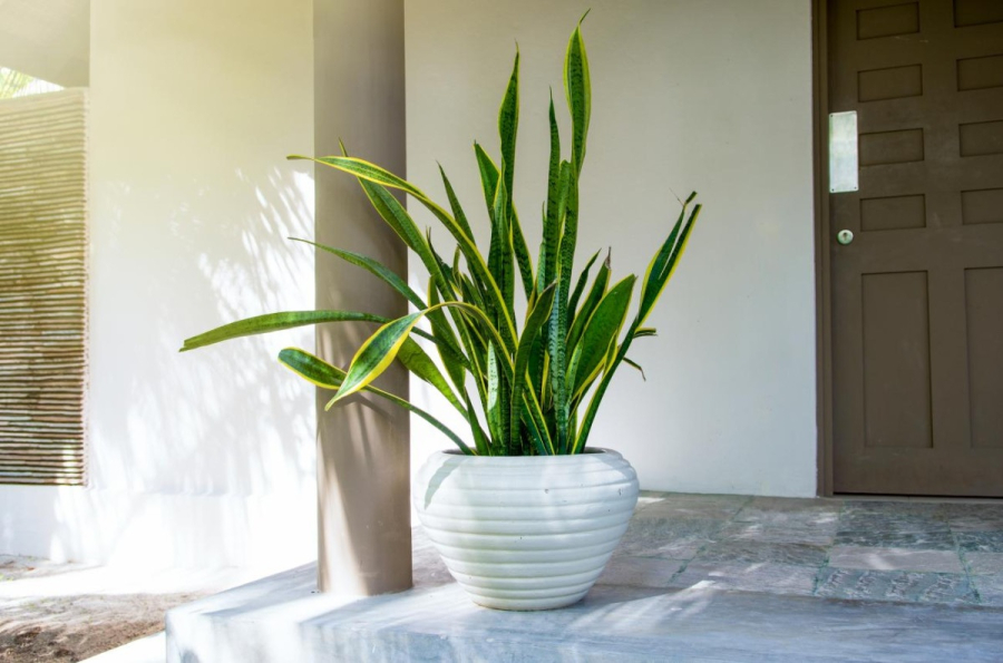 Lưỡi hổ là một trong số hiếm loài cây giải phóng oxy vào ban đêm, hấp thụ khí CO2 và các độc tố như formaldehyde, toluene – những chất thường xuất hiện trong sơn tường, nội thất mới.