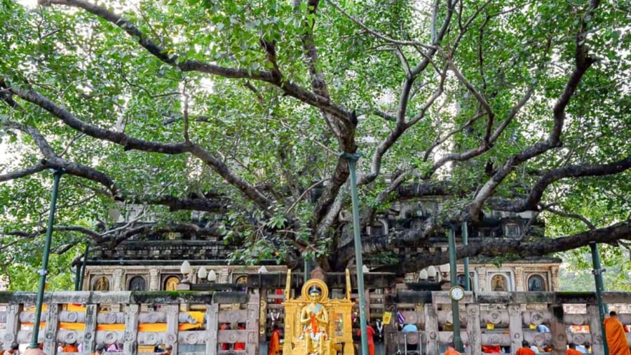 Cây bồ đề linh thiêng