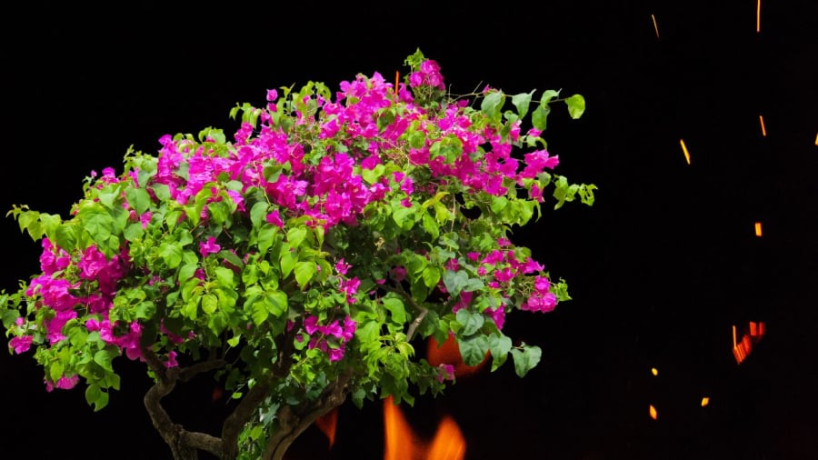 Hoa giấy tốt lá càng không có hoa