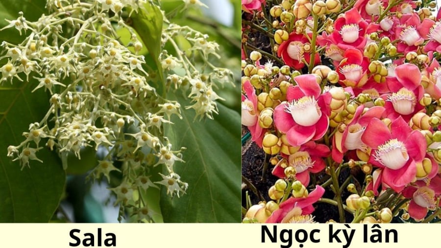 Cây sala và cây ngọc kỳ lân