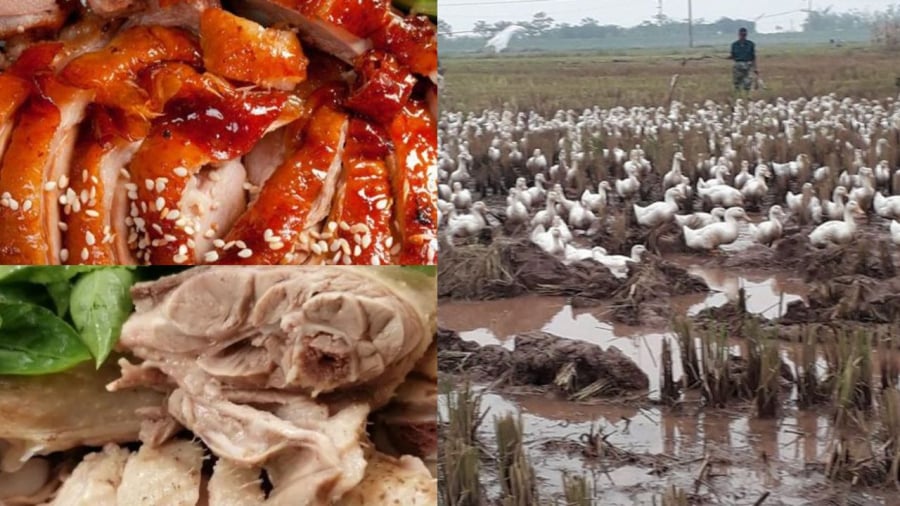 Tết Đoan Ngọ trùng với mùa thu hoạch vịt