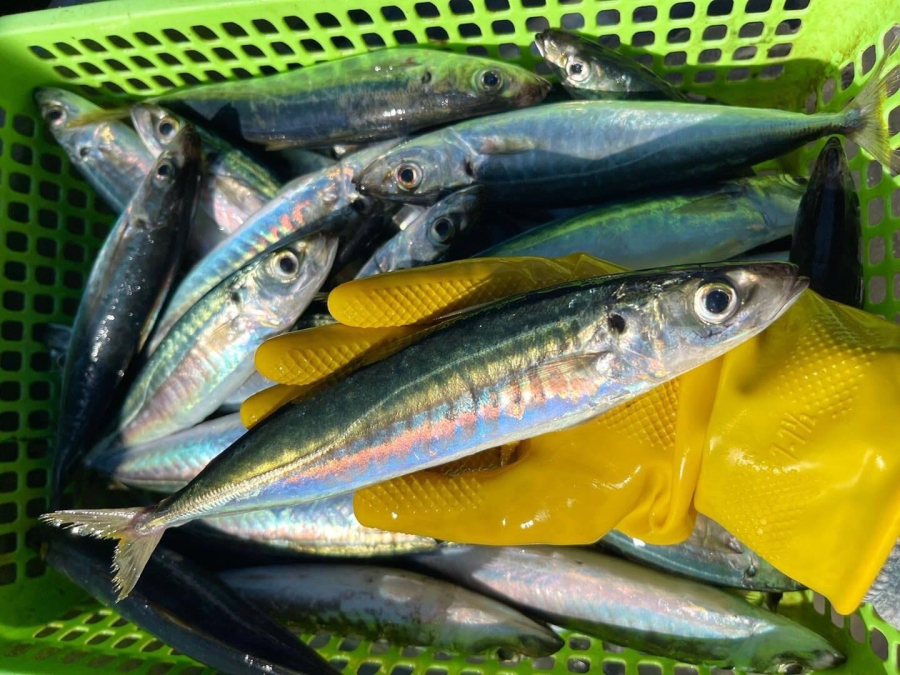 Cá nục không chỉ chứa nhiều chất bổ, thành phần Omega-3 có trong cá nục tác dụng trị đau khớp và làm giảm viêm nhiễm và đau khớp.    