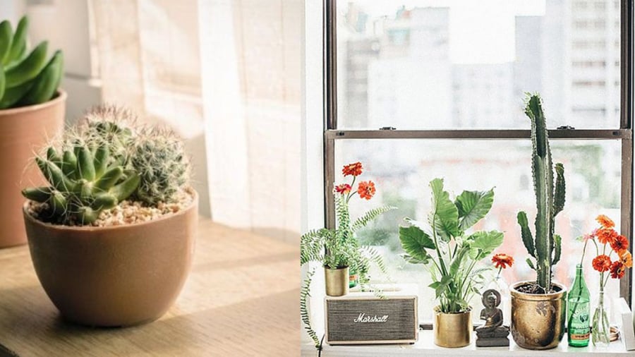Nếu bạn yêu thích có thể trồng chậu nhỏ bên cửa sổ