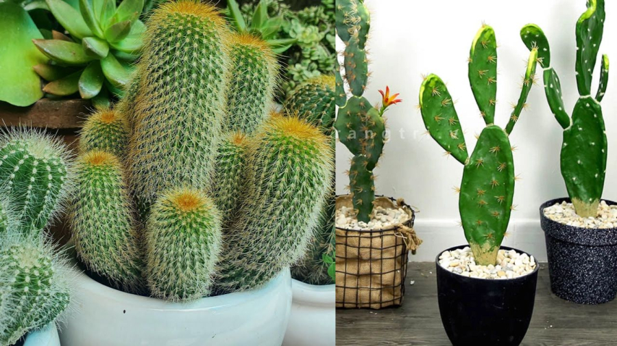 Xương rồng nhiều gai là 1 lý do khiến chúng bị kiêng trồng trước nhà