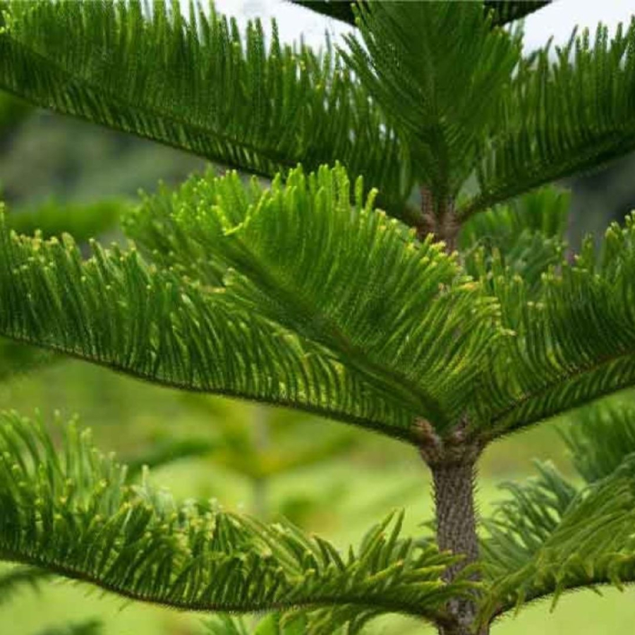 Cây bách gắn liền với tang sự nghĩa trang không nên trồng ở nhà