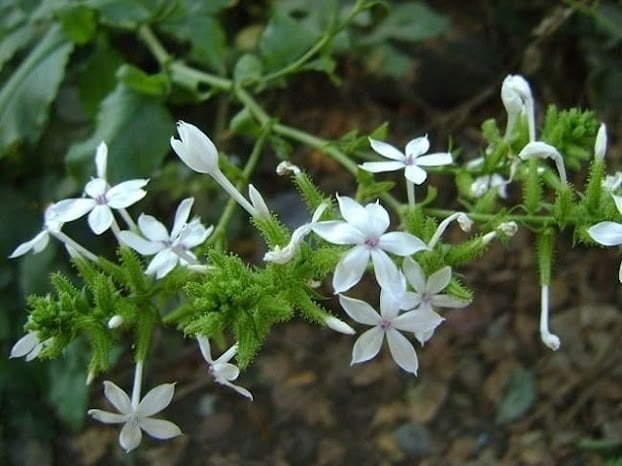 Chỉ nghe tên thôi cũng đủ gợi lên hình ảnh một loài hoa trắng tinh khôi, nhỏ nhắn và dễ thương. 