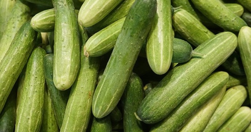 Một số  người dị ứng với dưa chuột