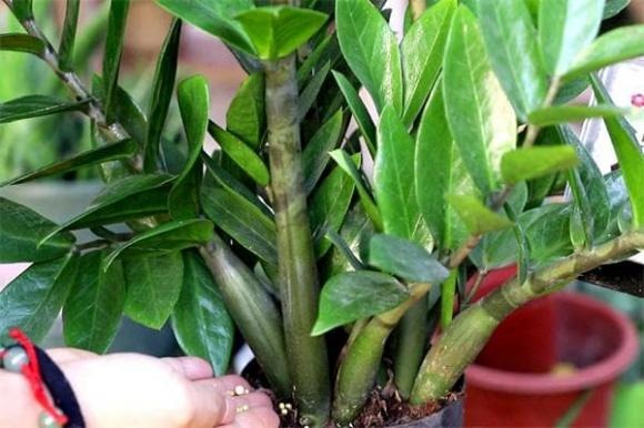 Hiện tượng cây kim tiền ra hoa thường được xem là dấu hiệu may mắn, tuy nhiên, quan niệm này phần lớn xuất phát từ niềm tin dân gian hơn là cơ sở khoa học. 