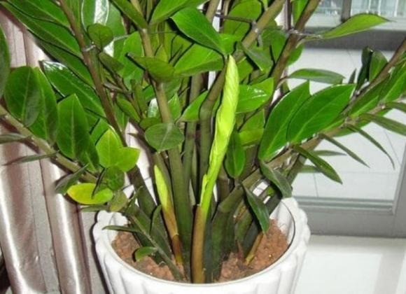 Mặc dù cây kim tiền thường được xem là biểu tượng phong thủy mang lại tài lộc, nhưng việc trồng trong nhà lại tiềm ẩn nhiều vấn đề mà bạn cần cân nhắc kỹ.  