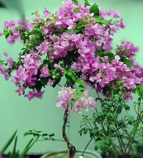 Mùa xuân là giai đoạn quan trọng thúc đẩy sự phát triển của hoa giấy. 