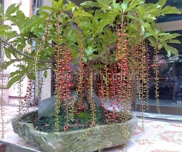 Cây lộc vừng với tán lá rộng, xanh mướt và hoa đỏ rực rỡ luôn tạo được ấn tượng mạnh mẽ.
