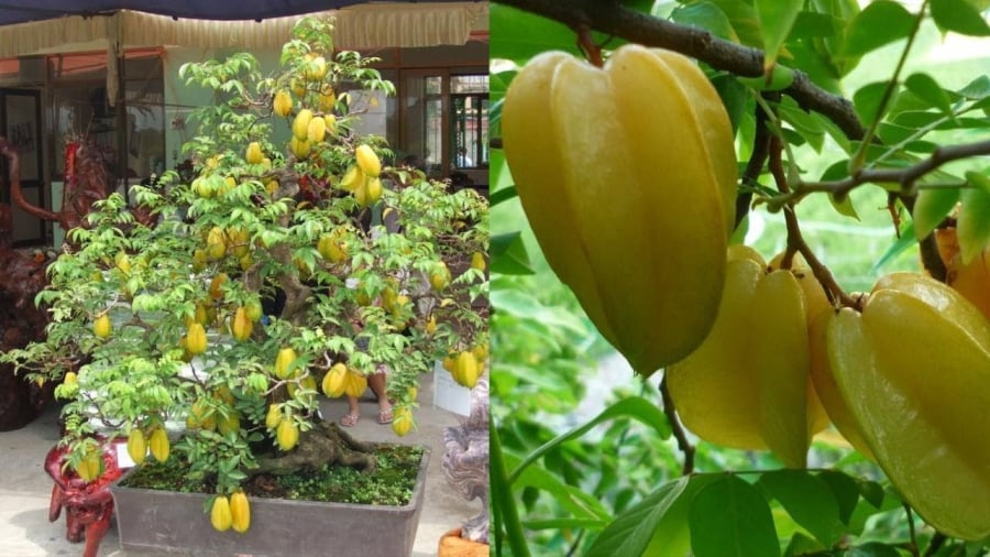 Khế chua thường có dáng khỏe, quả nhỏ hơn nhưng sai quả hơn khế ngọt. 