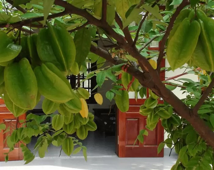 Trong số các loại cây quen thuộc, cây khế – đặc biệt là khế chua và khế ngọt – thường được nhiều Shbet111 slot, casino, thể thao, xổ số chọn trồng trước cửa.