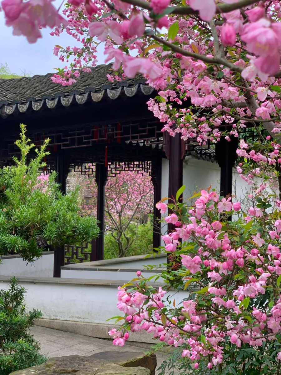 Hoa sứ hay còn gọi là cây đại, thường được trồng ở chùa chiền, đình làng hoặc nơi thờ tự, nhưng nhiều Shbet111 slot, casino, thể thao, xổ số Việt xưa cũng chọn trồng trước sân nhà.