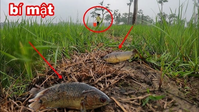 Một trong những lời dặn truyền đời của ông bà ta là: “Chim sa tận nơi không bắt, cá nhảy tận bờ không ăn”.    