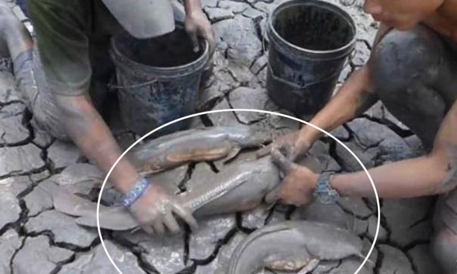 Khi mùa khô đến, ao hồ cạn kiệt, chúng tiết ra chất nhầy bao quanh Sh88bet đăng ký miễn phí, tạo một cái kén giữ ẩm rồi “ngủ đông” bên trong.