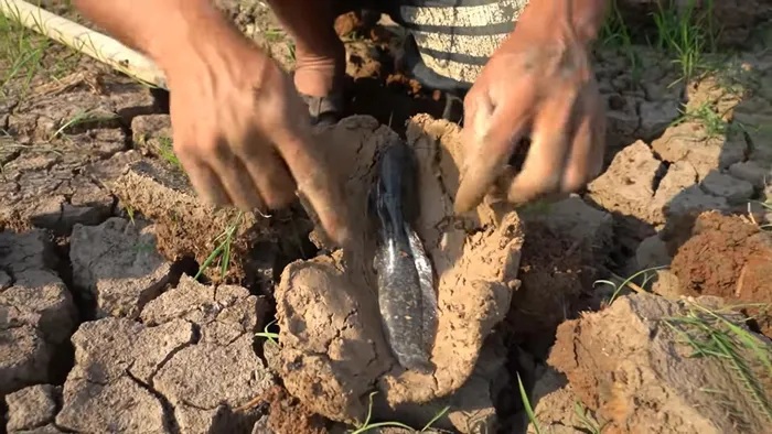 Cá phổi châu Phi có thể ẩn mình trong lòng đất vài năm mà không ăn uống