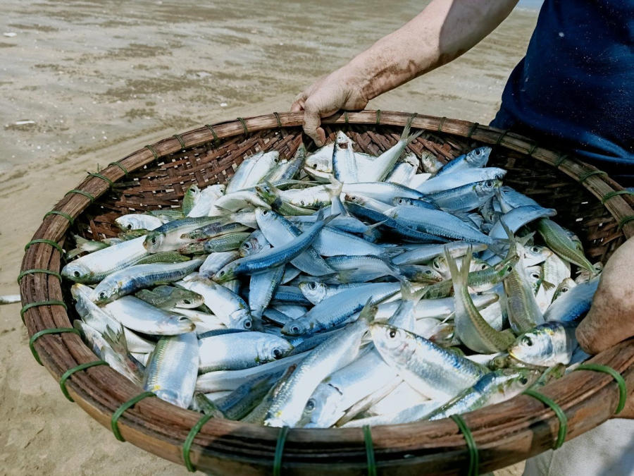 Cá trích là loại cá biển có hàm lượng omega-3 cực cao, tương đương hoặc hơn cá hồi. 