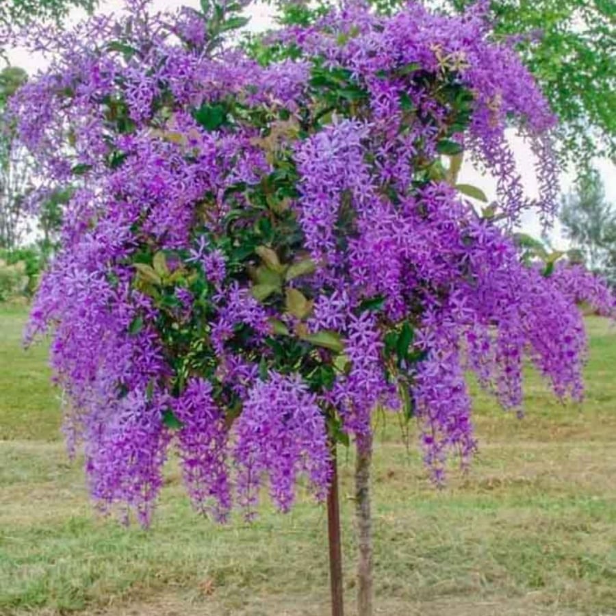 Hoa mai xanh 