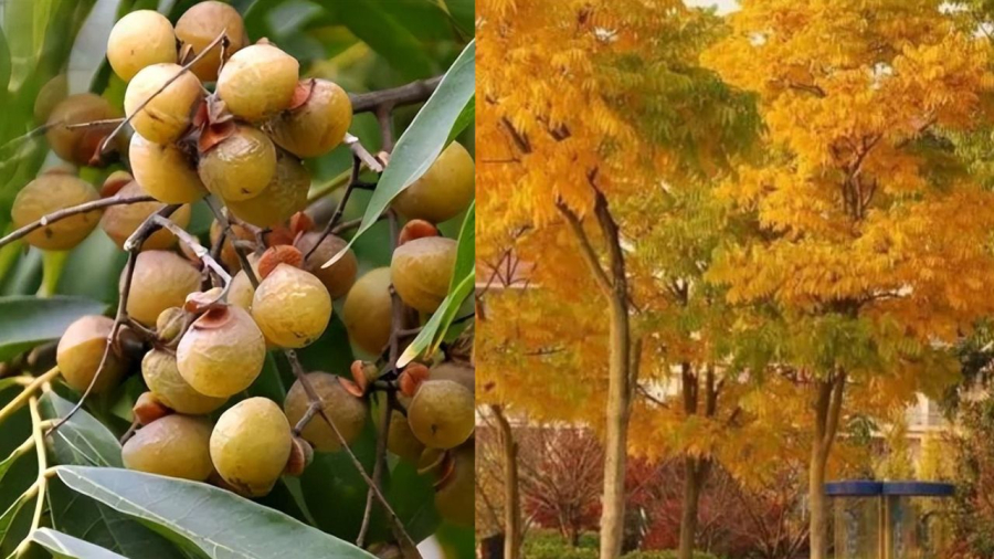 Gỗ và quả bồ hòn nhiều công dụng