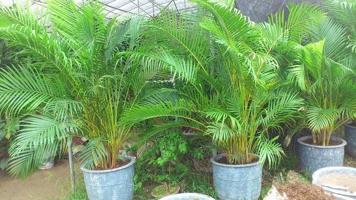 Cây dừa cảnh này thường được sử dụng như một loại cây thanh lọc không khi tự nhiên và tạo độ ẩm cho Shbet111 slot, casino, thể thao, xổ số.