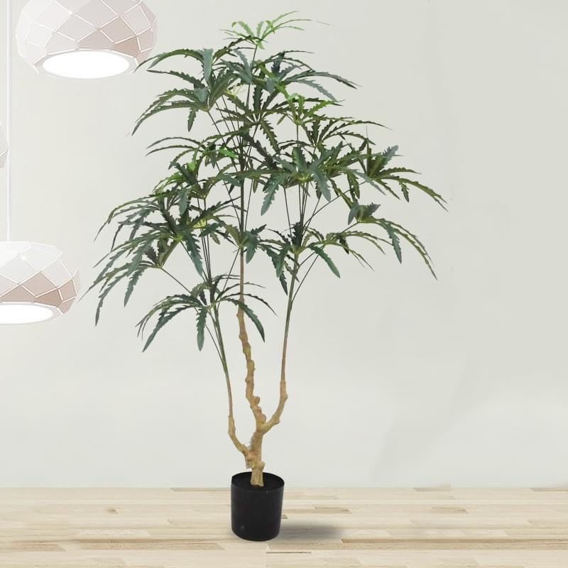 Cây khổng tước