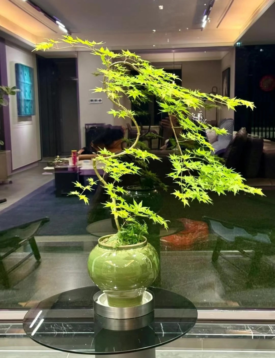 Cây phong lông vũ  