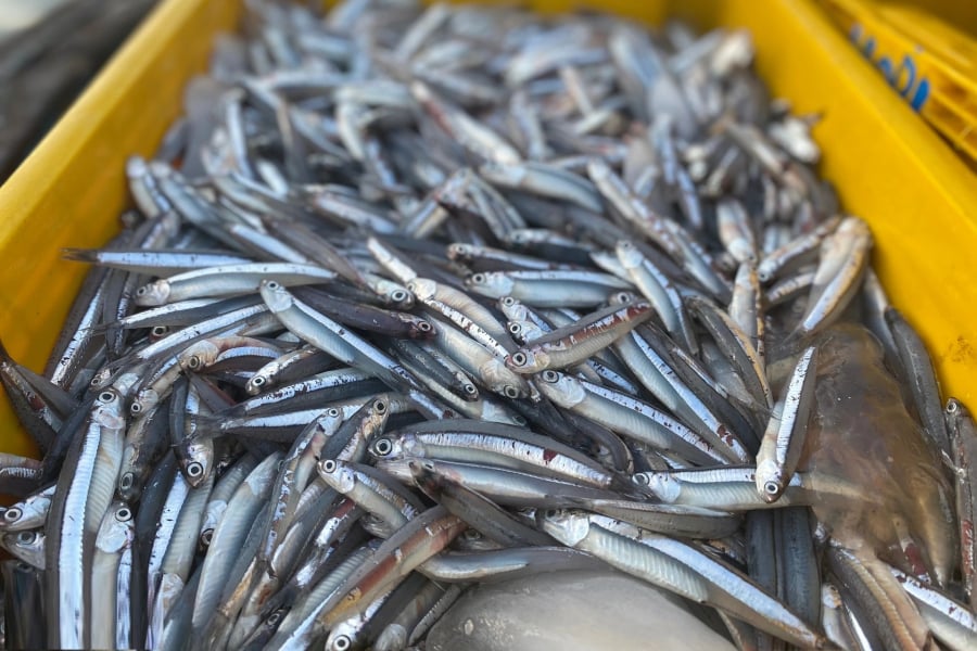  Chỉ cần 100g cá cơm (tương đương một đĩa nhỏ cá kho), bạn đã hấp thu lượng DHA cao hơn cả cá hồi.