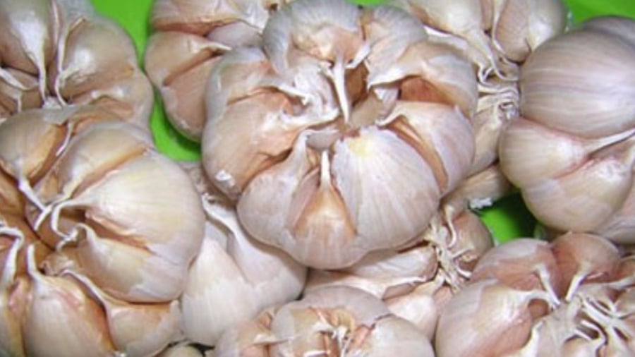 Chọn loại tỏi ngâm rất quan trọng