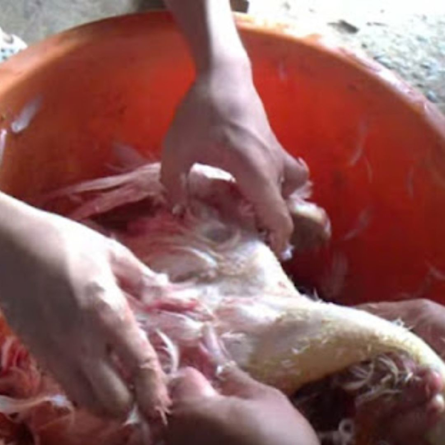 Tranh dùng nước sôi để làm lông vịt