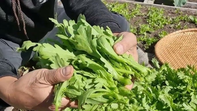 Cải cúc có giá rẻ, chỉ vài nghìn một mớ lớn, hương vị tinh tế, giòn, mùi thơm tươi mát độc đáo, vị ngọt, hăng.  Cải cúc thường được nấu canh, nhúng lẩu nhưng bạn phải biết rằng loại rau này xào cũng rất ngon, đặc biệt cho thêm tép khô.
