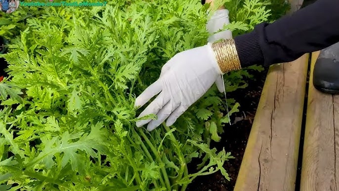Loại rau nhúng lẩu giòn ngọt, bổ phổi mát gan, mọc đầy vườn không cần chăm bón