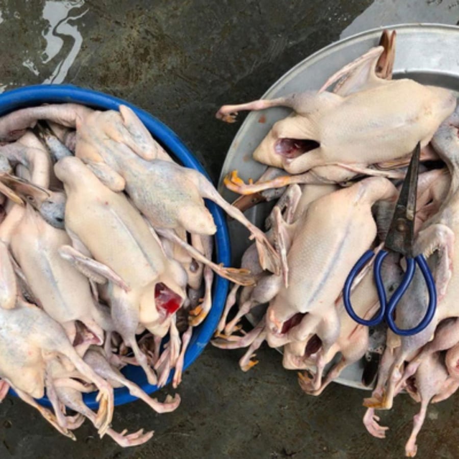 Chọn vịt nhìn kỹ da