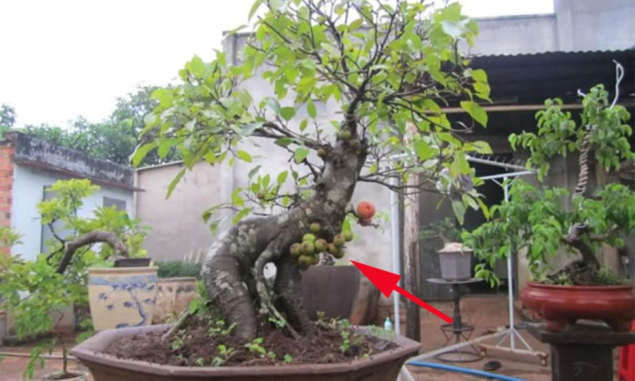 Phong thủy cho rằng, người tuổi Mùi trồng cây sung gần phòng khách hoặc lối đi chính sẽ gặp “thiên thời địa lợi”, mở rộng quan hệ làm ăn, tăng cường may mắn và tạo nền tảng vững chắc về Shbet800 tải ứng dụng.    