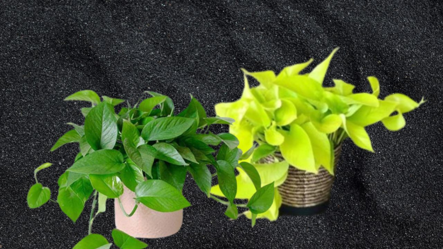 Một vài cây cảnh sẽ giúp nhà vệ sinh thơm hơn