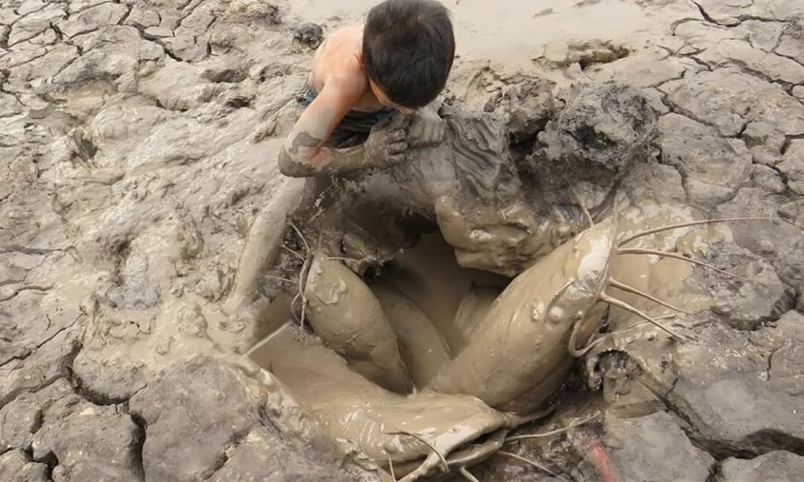 Nhóm Shbet888.com tỷ lệ cược cao kết luận ngoài bảo vệ cá phổi khỏi hơi nóng, chiếc kén còn giúp chúng tránh nhiễm khuẩn