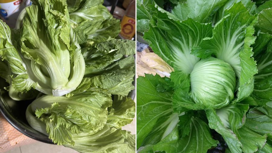 Cải bẹ xanh có chứa lượng canxi dồi dào.