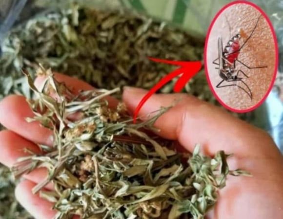 Lá ngải cứu sau khi được phơi khô có thể vò thành từng nắm nhỏ, đặt vào bát sứ rồi châm lửa đốt nhẹ. 