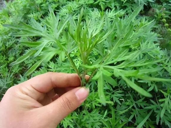 Chắt phần nước ngâm lá ngải cứu vào chai xịt, bạn có thể sử dụng để xịt trực tiếp lên da hoặc quần áo mỗi khi ra ngoài. 