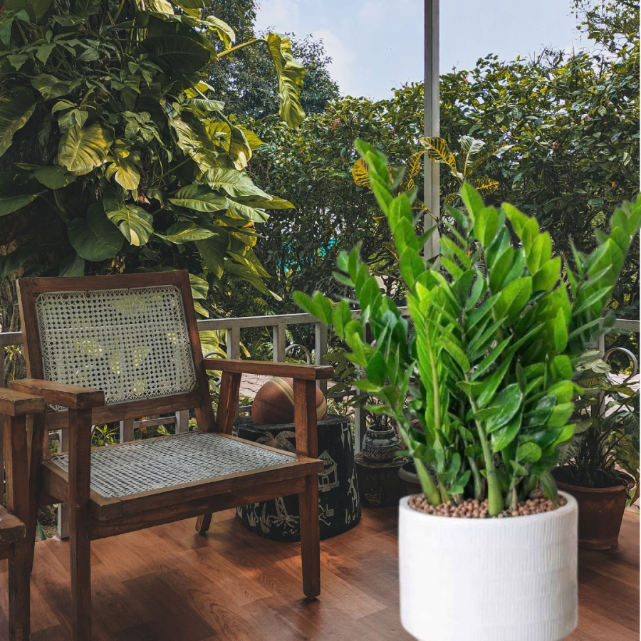 Cây kim tiền chiêu tài rước lộc vào nhà, thích hợp đặt ở ban công