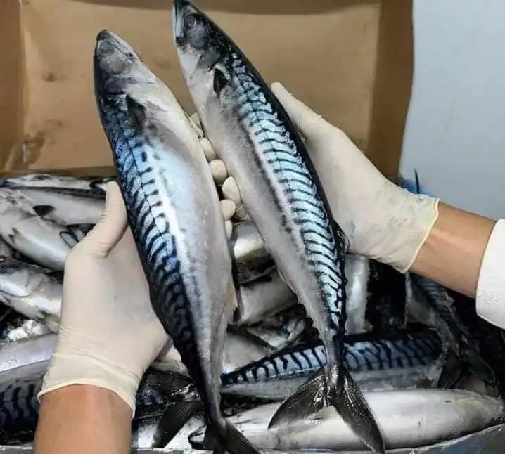 Cá Saba Nhật có thể chế biến thành nhiều món ngon, từ các món đơn giản như nướng, chiên, kho đến các món truyền thống như sushi, sashimi. 