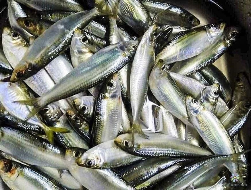 Với thịt mềm, giàu protein và canxi, cá trích giúp tăng cường sức mạnh cơ bắp và giữ xương chắc khỏe.